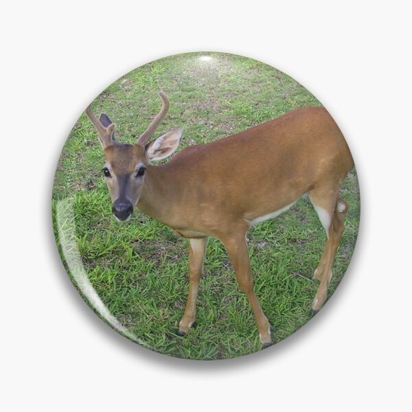 Item preview, Key Deer in the Florida Keys designed and sold by aura2000.