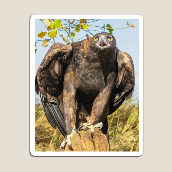 Golden Eagle Magnet