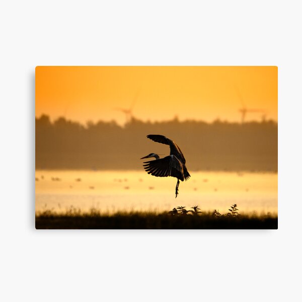Item preview, Great Blue Heron in early morning designed and sold by THHoang.