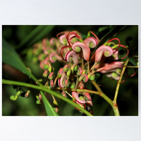Item preview, Grevillea decurrens designed and sold by andrachne.