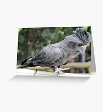 Red Tailed Black Cockatoo Greeting Card