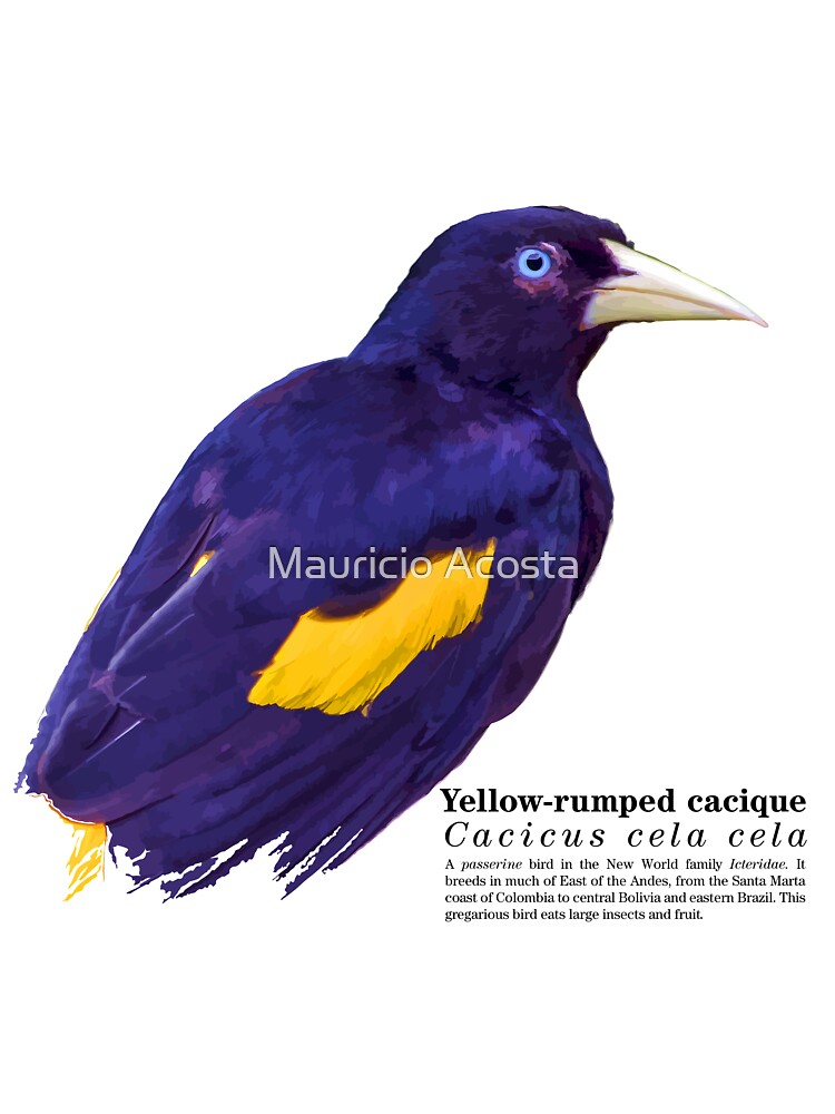 Yellow-rumped cacique bird in the morning sun | Kids T-Shirt