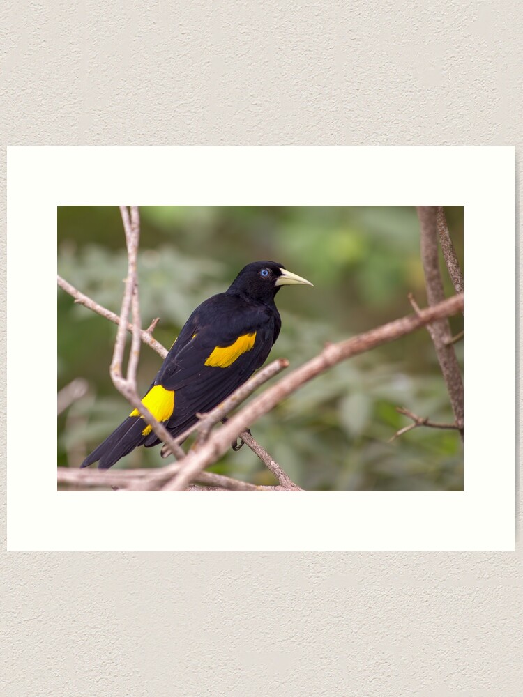 Yellow-rumped cacique bird in the morning sun Art Print for Sale by  Mauricio Acosta