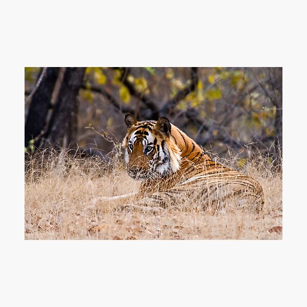 Mature male Bengal Tiger Photographic Print