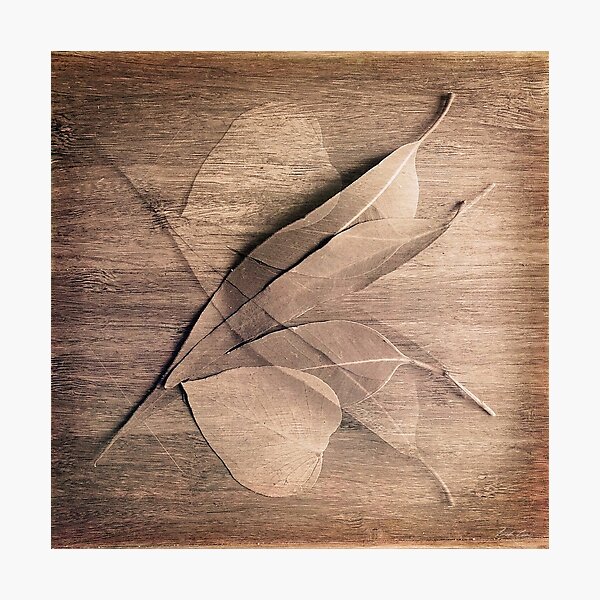 Metamorphosis Photographic Print