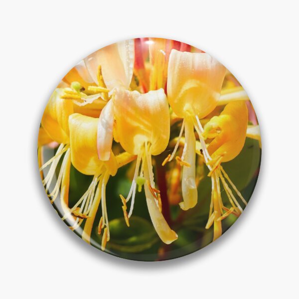 Item preview, Honysuckle (Lonicera periclymenum) on a sunny afternoon designed and sold by Hugh McKean.
