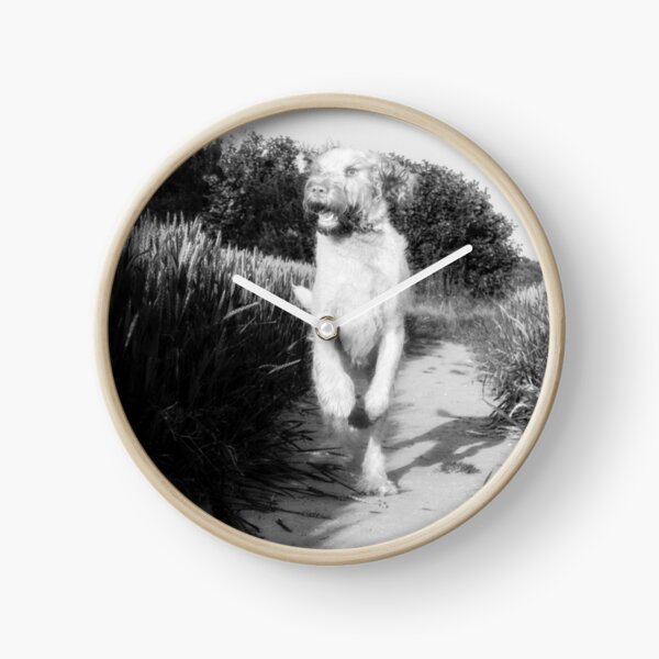 Where did that bird go Spinone Clock