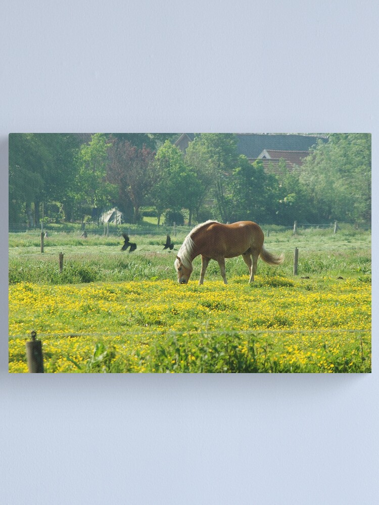 Thumbnail 1 of 3, Canvas Print, Horse in buttercup meadow designed and sold by steppeland.
