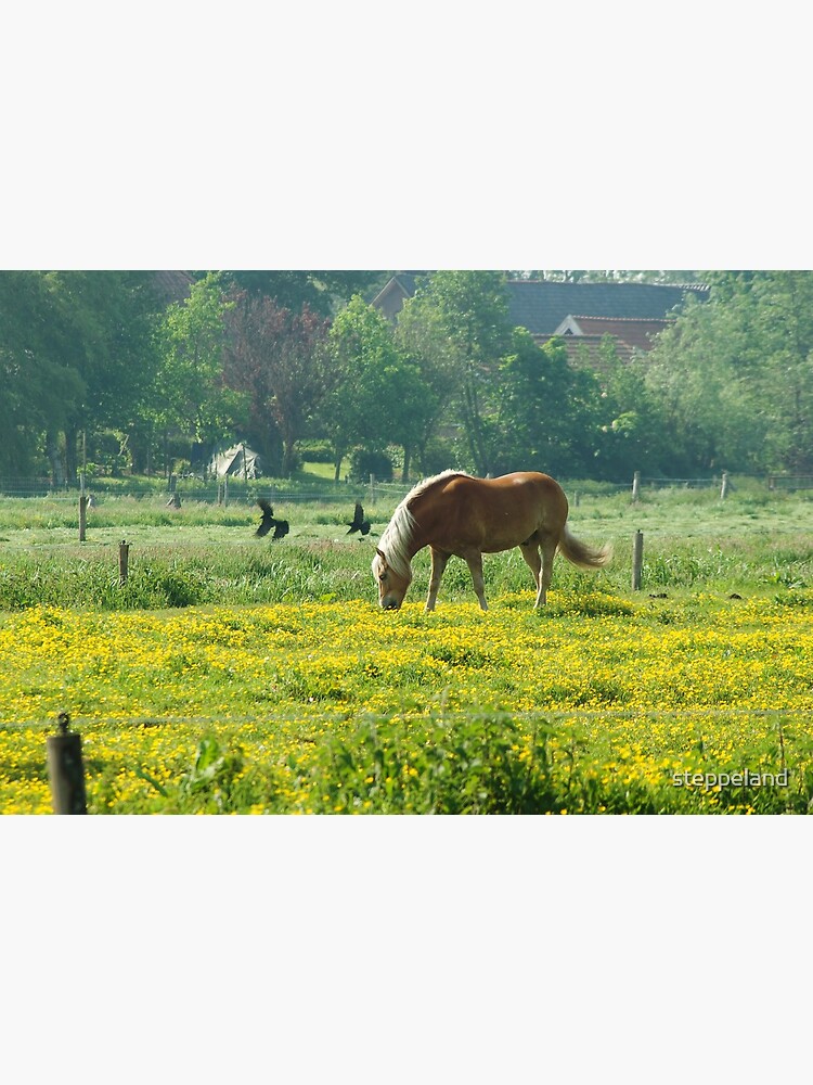 Thumbnail 3 of 3, Canvas Print, Horse in buttercup meadow designed and sold by steppeland.