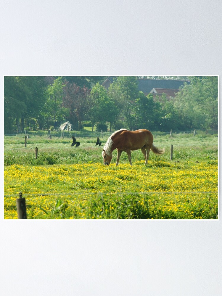 Thumbnail 1 of 3, Poster, Horse in buttercup meadow designed and sold by steppeland.