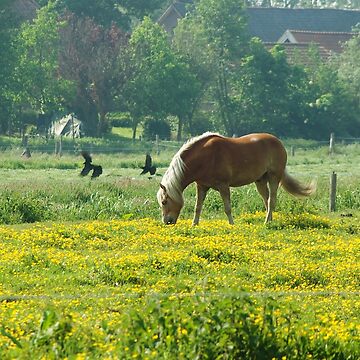 Artwork thumbnail, Horse in buttercup meadow by steppeland
