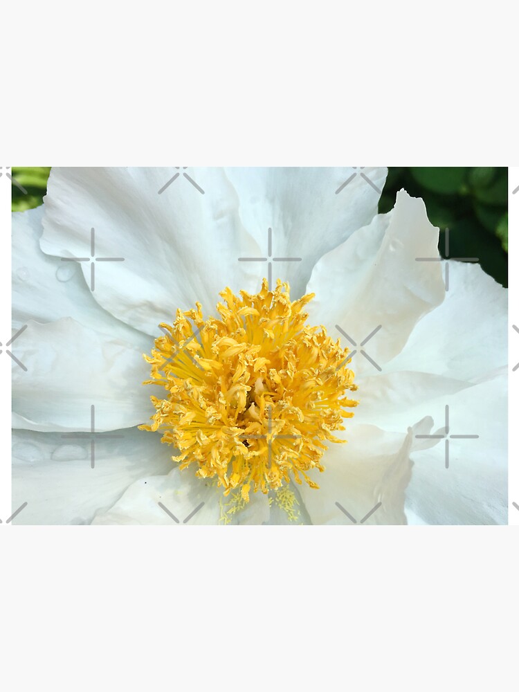 Floral Gift - Chinese Peony Photography - Gardening Present by OneDayArt