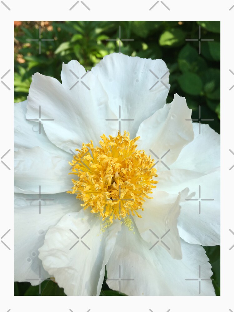 Floral Gift - Chinese Peony Photography - Gardening Present by OneDayArt
