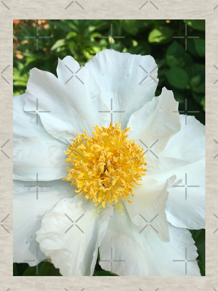 Floral Gift - Chinese Peony Photography - Gardening Present by OneDayArt