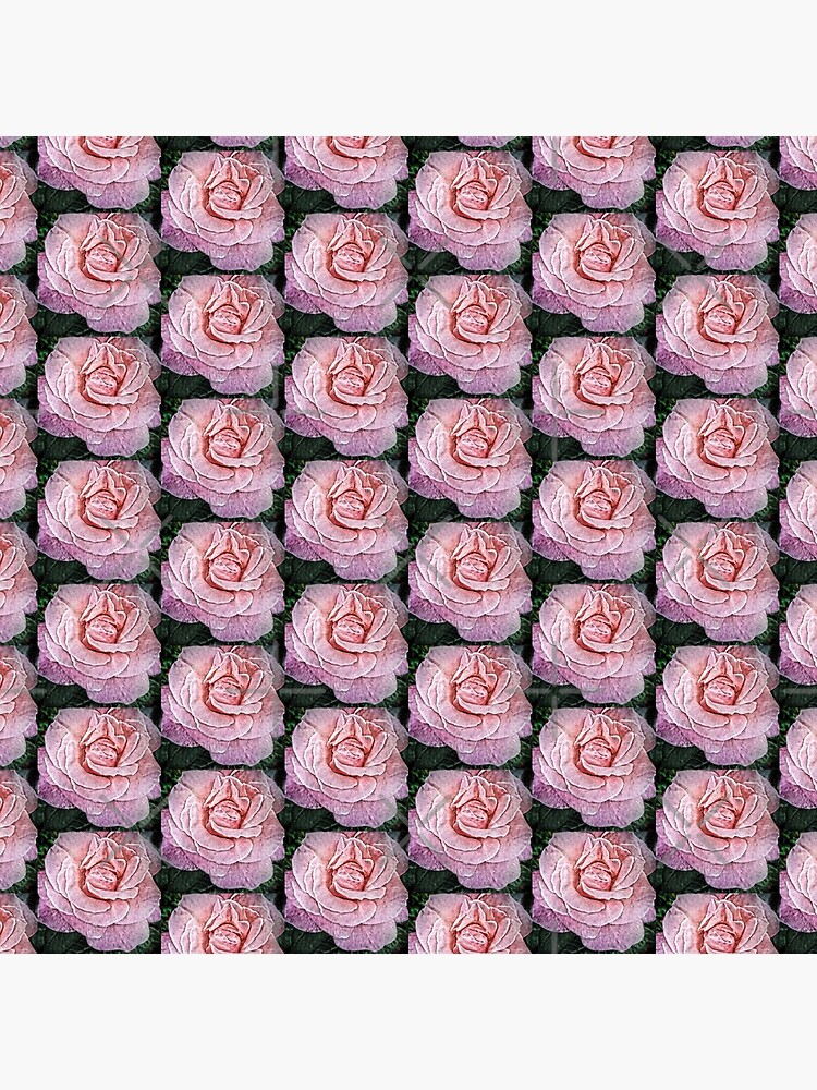 Pink Flower - Cracked Pink Rose Photography - Gift for Grandma by OneDayArt