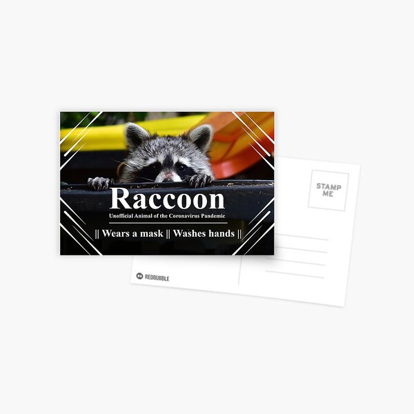 Raccoon Postkarte