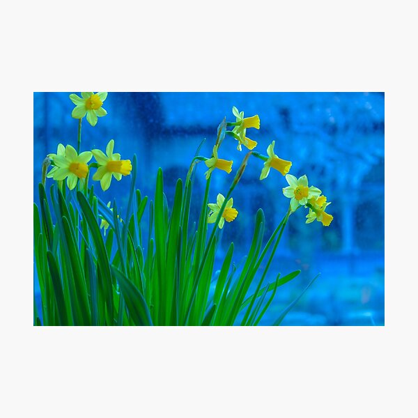 Abstract Daffodils Photographic Print