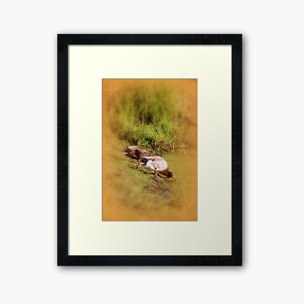 ducks feeding at Trojan pond, near Goble, Oregon Framed Art Print