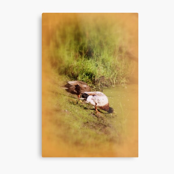 ducks feeding at Trojan pond, near Goble, Oregon Metal Print