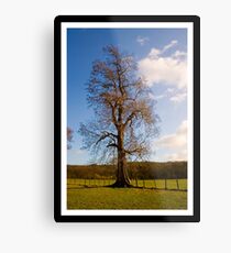 Tree (Imaginative eh :) Metal Print
