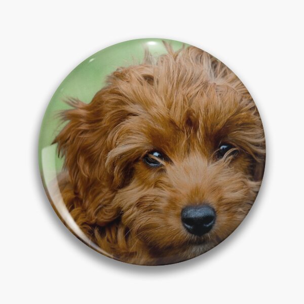 Item preview, cockapoo puppy designed and sold by capturesbycass.