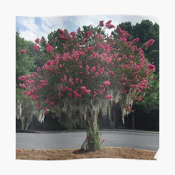 Red Crepe Myrtle Poster