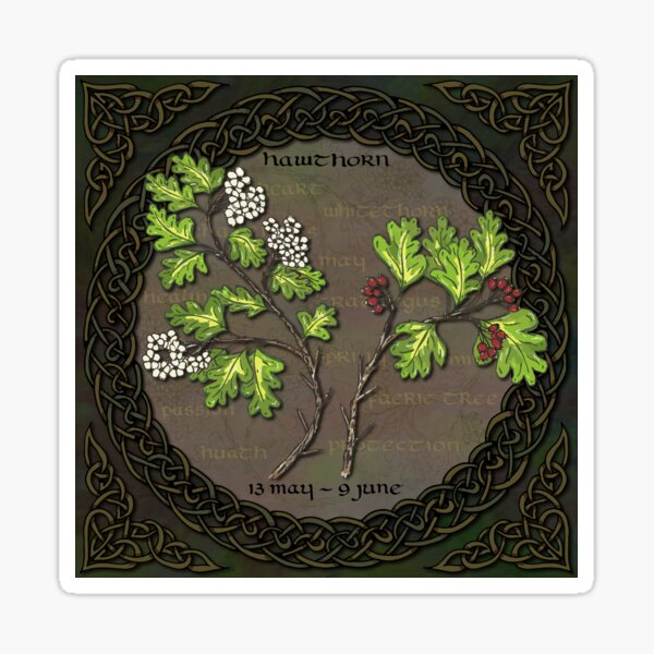 Celtic Tree Calendar - Hawthorn Sticker