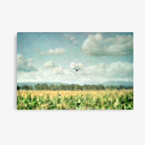 Summer Corn Canvas Print