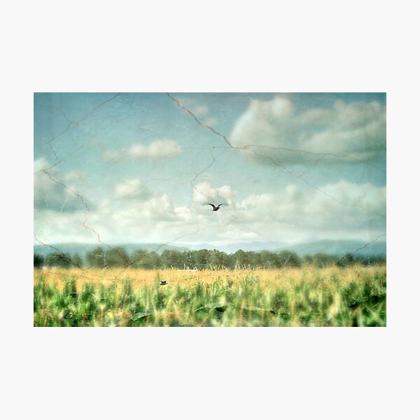 Summer Corn Photographic Print