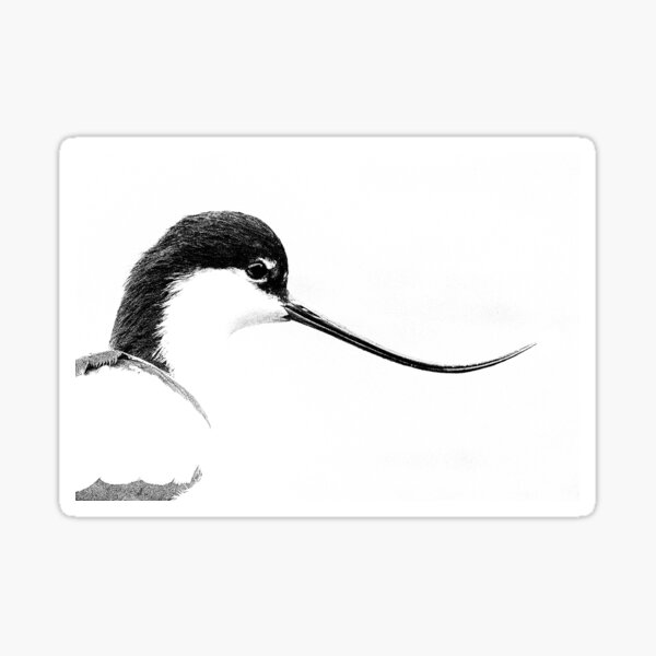 Avocet Sticker