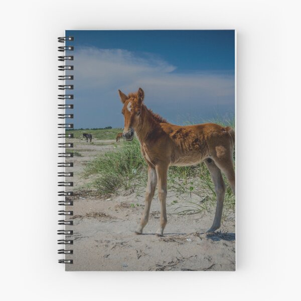 Item preview, Foal Wild Horses Shackleford Banks designed and sold by johnlackphotos.