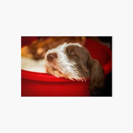 Snoozy Spinone puppy Art Board Print