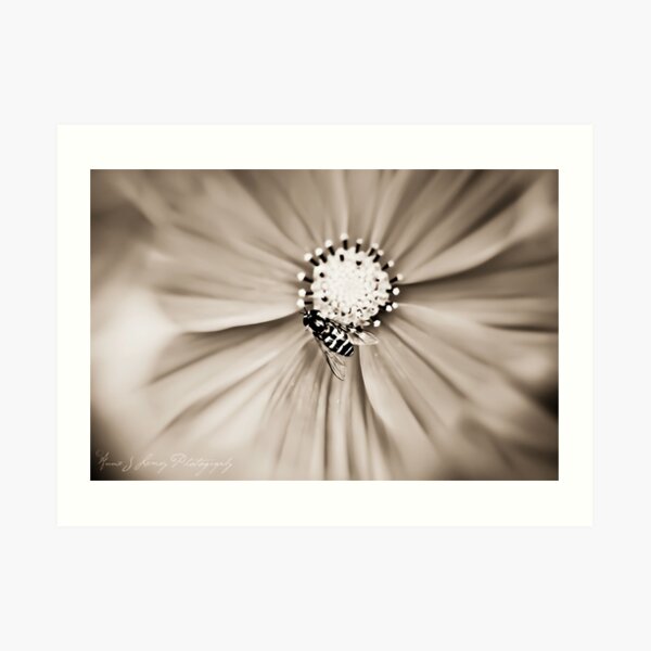 Hoverfly Art Print