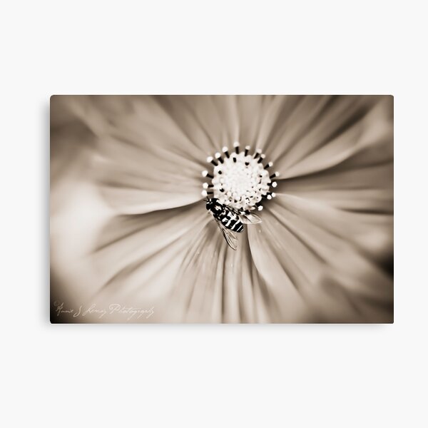 Hoverfly Canvas Print