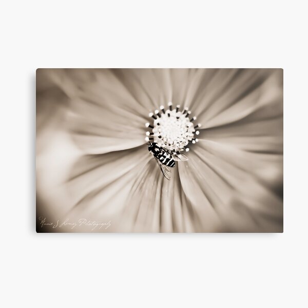 Hoverfly Metal Print