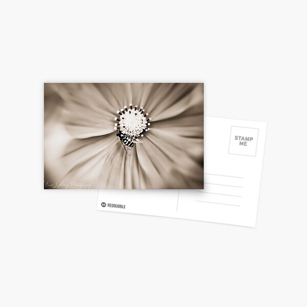 Hoverfly Postcard