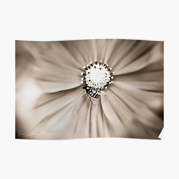Hoverfly Poster