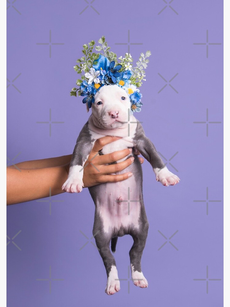 Here is a puppy, Flower Power by SophieGamand