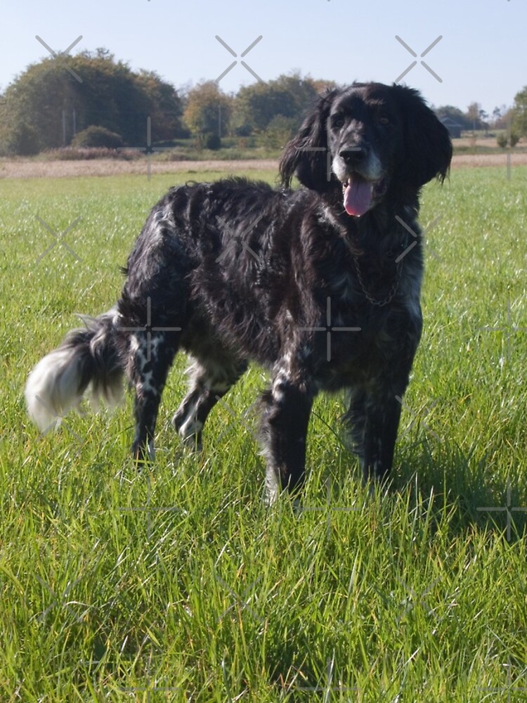 Conner Large Munsterlander Gundog If you would like to see