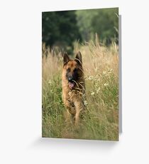 Shepherd in the grass Greeting Card