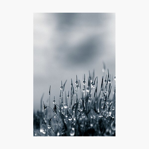 Drops of nature Photographic Print