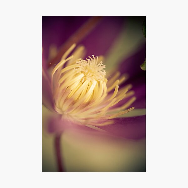 Clematis Photographic Print