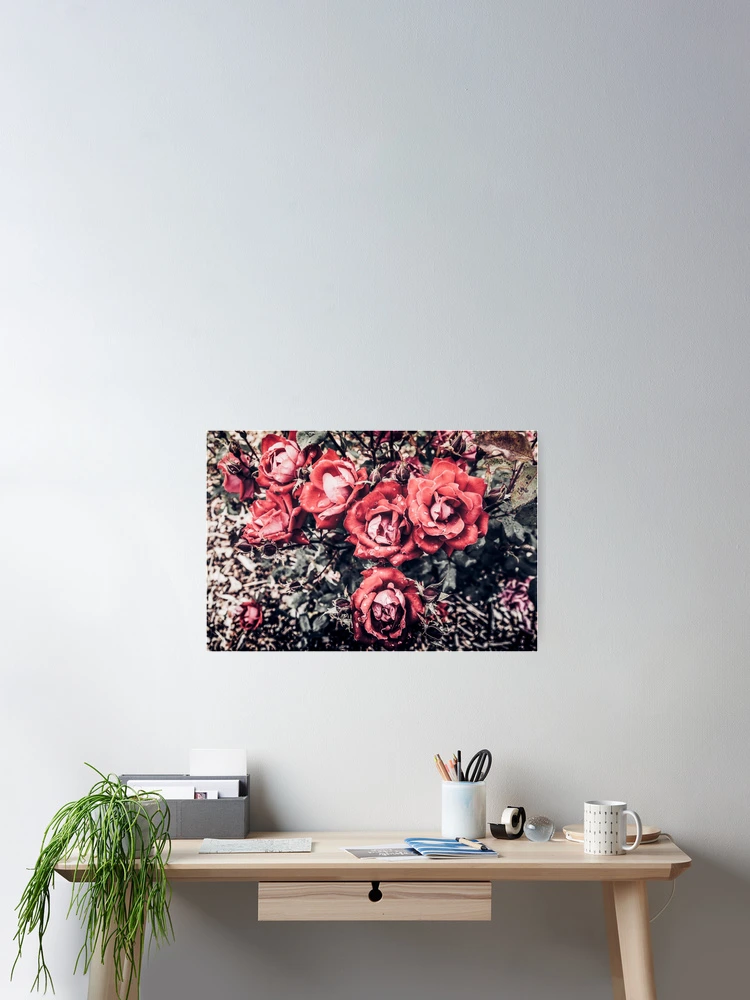 Thumbnail 2 of 3, Poster, Red Roses designed and sold by Redtara.