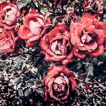 Artwork thumbnail, Red Roses by Redtara