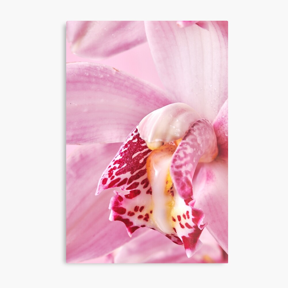 Close-up background of tender pink flower orchid as an erotic vagina symbol with white liquid./