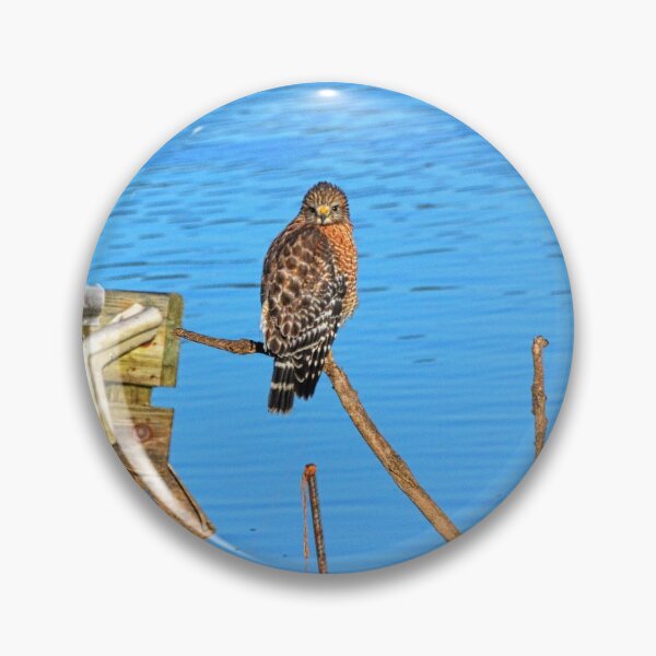 Item preview, Red Shouldered Hawk On Lake Murray South Carolina designed and sold by LisaWootenPhoto.