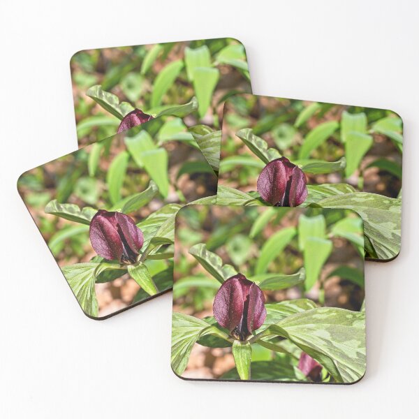 Item preview, Prairie Trillium, Madison, Wisconsin designed and sold by StevenRalserPhoto.