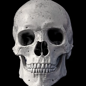Vorschaubild zum Design Skull, Skeleton von Sergey S