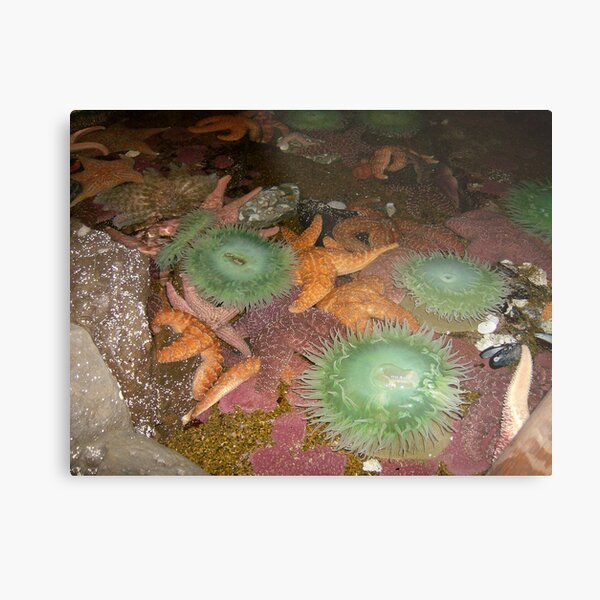 SEA CREATURES Metal Print