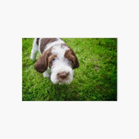 Hello up there Spinone puppy Art Board Print